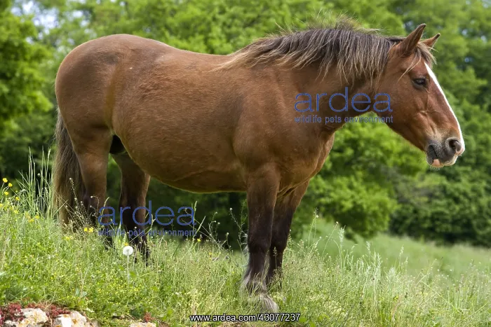 : Portrait of a half-drought Mare in a meadow Bourgogne France : Portrait of a half-drought Mare in a meadow Bourgogne France