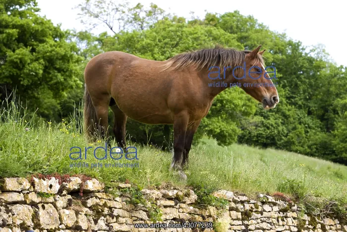 : Portrait of a half-drought Mare in a meadow Bourgogne France : Portrait of a half-drought Mare in a meadow Bourgogne France