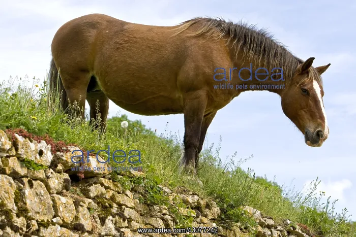 : Portrait of a half-drought Mare in a meadow Bourgogne France : Portrait of a half-drought Mare in a meadow Bourgogne France