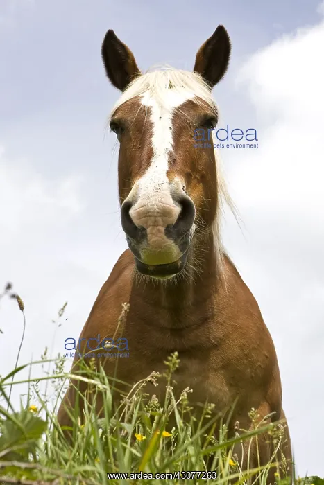 : Portrait of a half-drought Mare in a meadow Bourgogne France : Portrait of a half-drought Mare in a meadow Bourgogne France