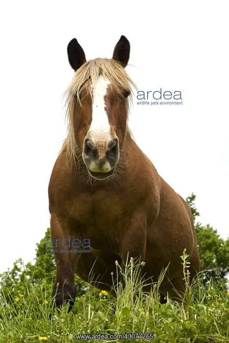 : Portrait of a half-drought Mare in a meadow Bourgogne France : Portrait of a half-drought Mare in a meadow Bourgogne France