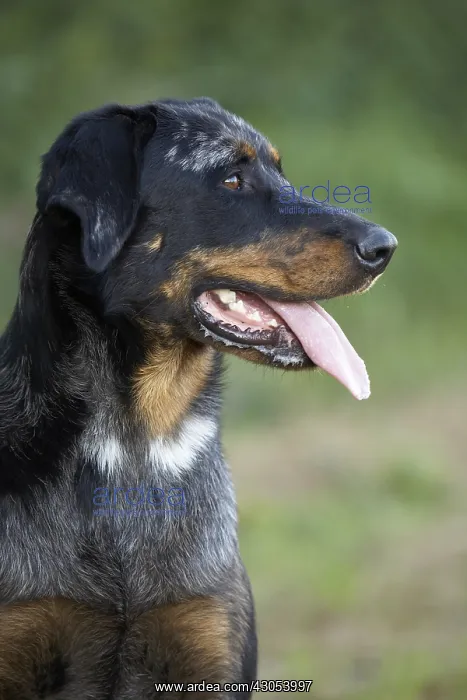 : Portrait of a harlequin Beauceron : Portrait of a harlequin Beauceron