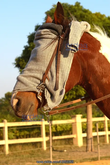 : Portrait of a harnessing Horse with the face hidden : Portrait of a harnessing Horse with the face hidden