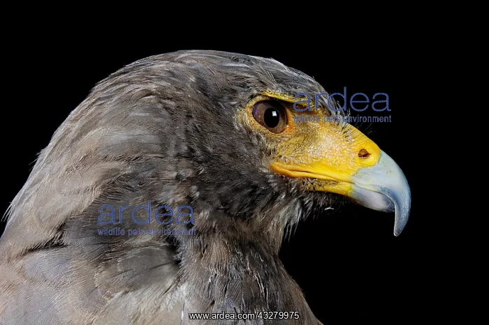 : Portrait of Harris's Hawk (Parabuteo unicinctus) : Portrait of Harris's Hawk (Parabuteo unicinctus)