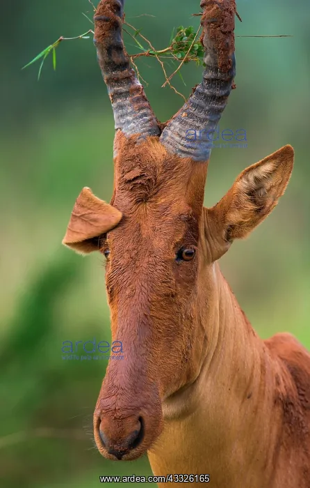 : Portrait of Hartebeest (Alcelaphus buselaphus) c : Portrait of Hartebeest (Alcelaphus buselaphus) c