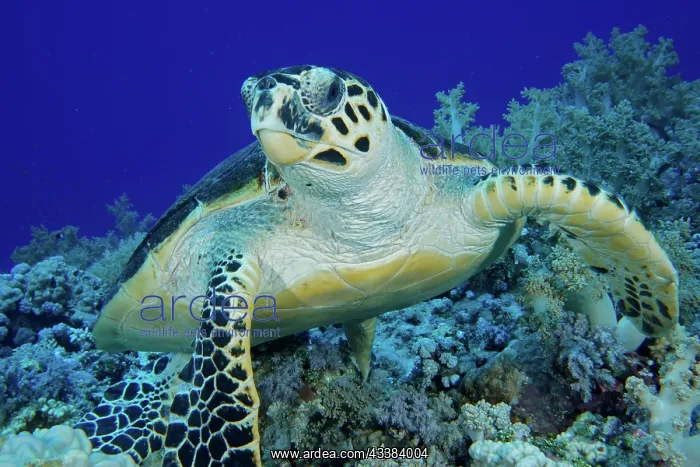 : Portrait of hawksbill sea turtle (Eretmochelys imbricata) : Portrait of hawksbill sea turtle (Eretmochelys imbricata)