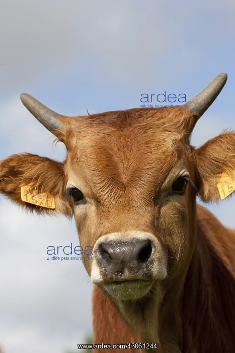 : Portrait of a heifer Cachena Galicia Spain : Portrait of a heifer Cachena Galicia Spain