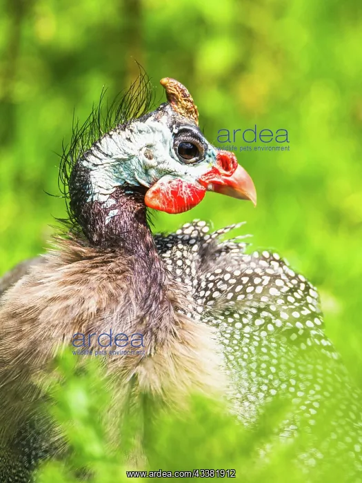 : Portrait of Helmeted Guinea Fowl (Numida meleagr : Portrait of Helmeted Guinea Fowl (Numida meleagr