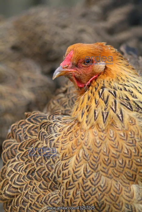 : Portrait of Hen Bramha : Portrait of Hen Bramha