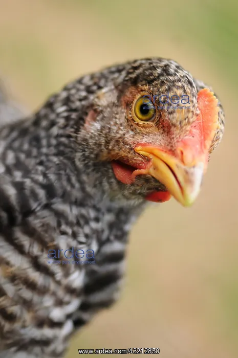 : Portrait of a Hen Cuckoo Rennes Normandy France : Portrait of a Hen Cuckoo Rennes Normandy France
