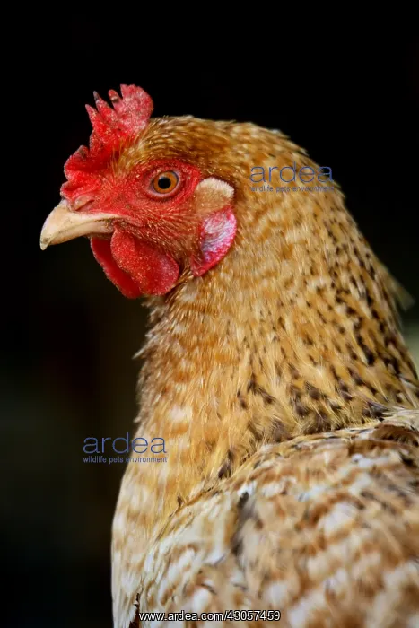 : Portrait of Hen France : Portrait of Hen France