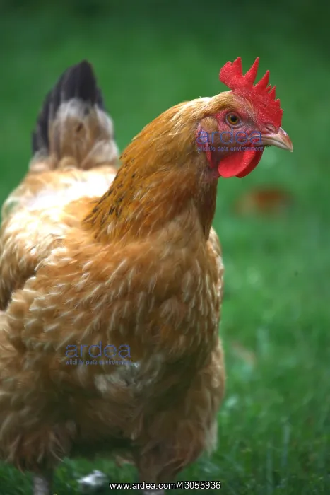 : Portrait of Hen in the grass France : Portrait of Hen in the grass France
