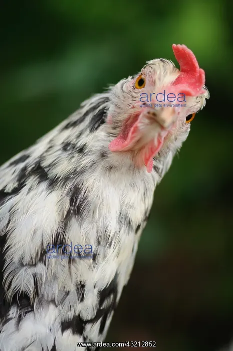: Portrait of a Hen herminee Sussex Normandy France : Portrait of a Hen herminee Sussex Normandy France