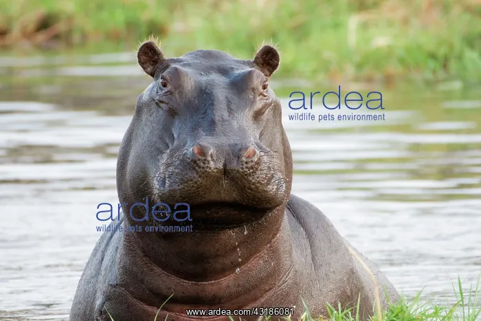 : Portrait of Hippopotamus (Hippopotamus amphibius) : Portrait of Hippopotamus (Hippopotamus amphibius)