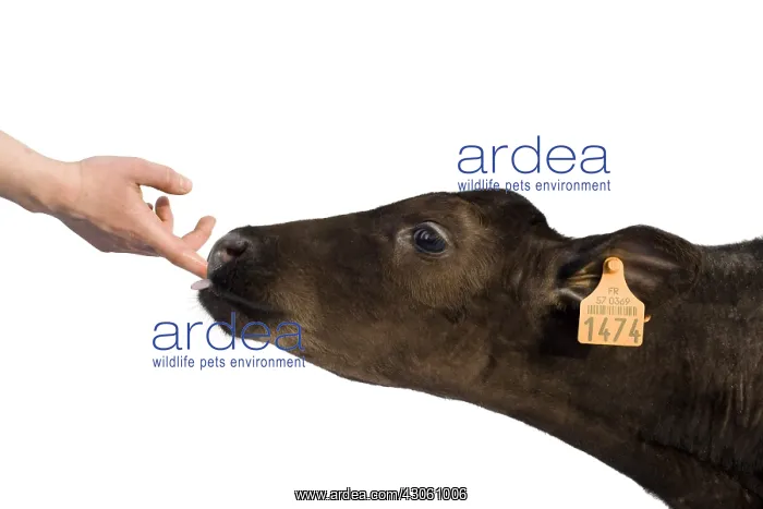 : Portrait of a Holstein calf licking the finger of a person : Portrait of a Holstein calf licking the finger of a person