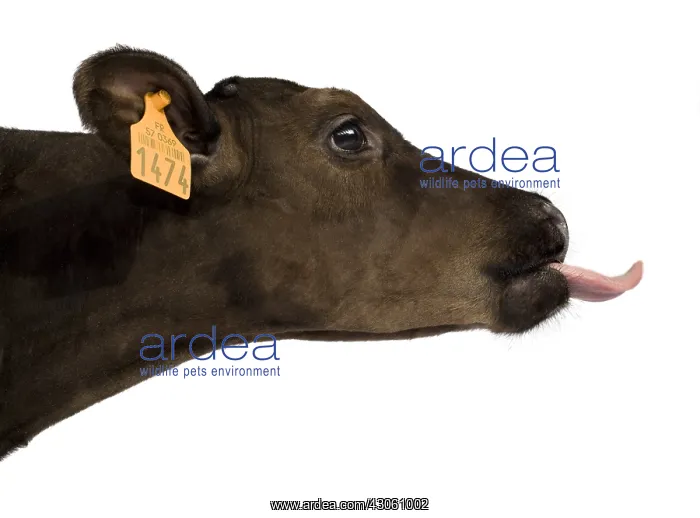 : Portrait of a Holstein calf pulling the tongue : Portrait of a Holstein calf pulling the tongue