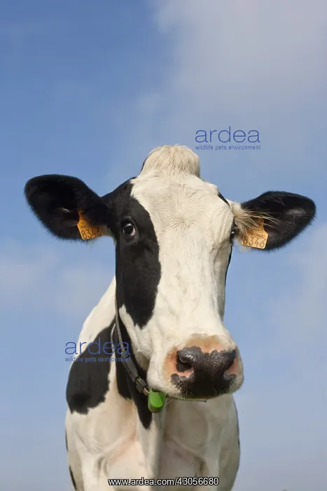 : Portrait of a Holstein cow in the meadow Lorraine France : Portrait of a Holstein cow in the meadow Lorraine France
