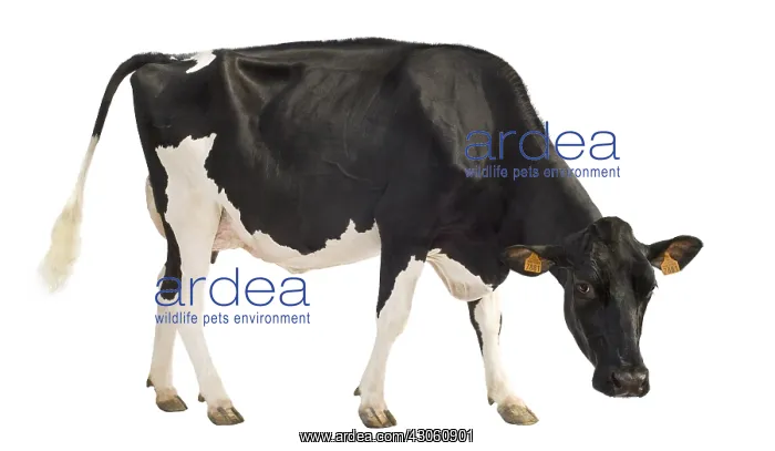 : Portrait of a Holstein cow in the studio : Portrait of a Holstein cow in the studio
