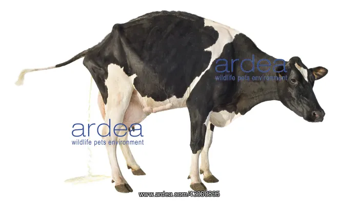 : Portrait of a Holstein cow urinating : Portrait of a Holstein cow urinating
