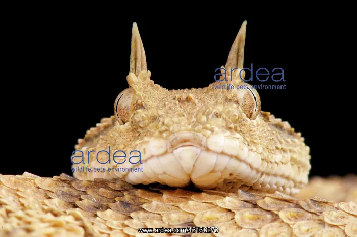 : Portrait of Horned dessert viper (Cerastes cerastes) : Portrait of Horned dessert viper (Cerastes cerastes)