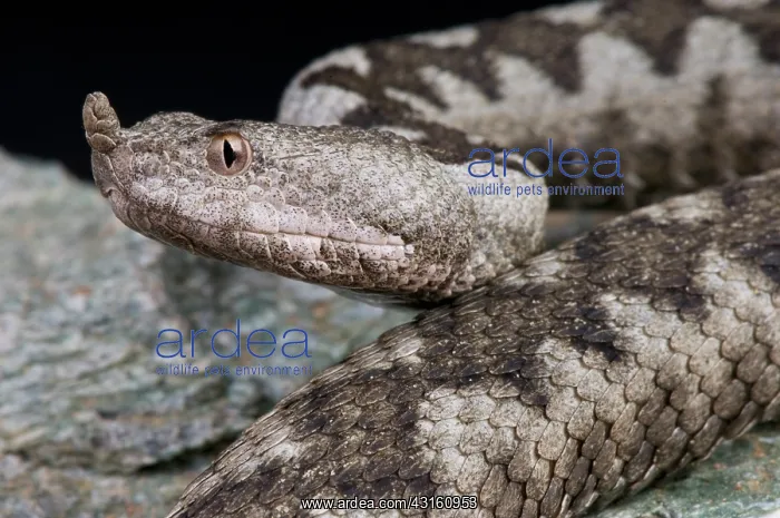 : Portrait of Horned viper (Vipera ammodytes) : Portrait of Horned viper (Vipera ammodytes)