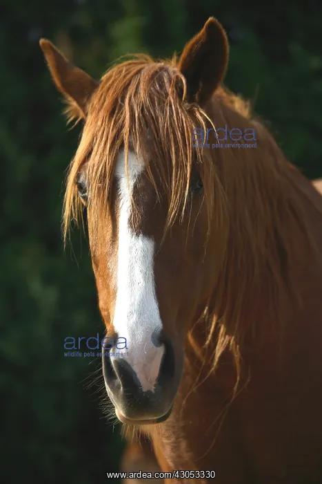 : Portrait of a Horse : Portrait of a Horse