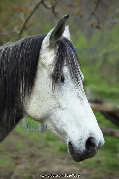 : Portrait of horse in Casentino region - Tuscany : Portrait of horse in Casentino region - Tuscany