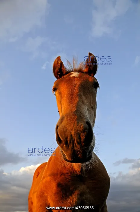 : Portrait of Horse Comtois at dusk Franche-Comte : Portrait of Horse Comtois at dusk Franche-Comte