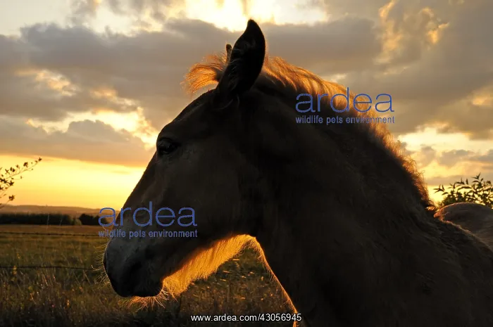 : Portrait of Horse Comtois at dusk Franche-Comte : Portrait of Horse Comtois at dusk Franche-Comte