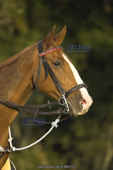 : Portrait of a Horse Domestic France : Portrait of a Horse Domestic France