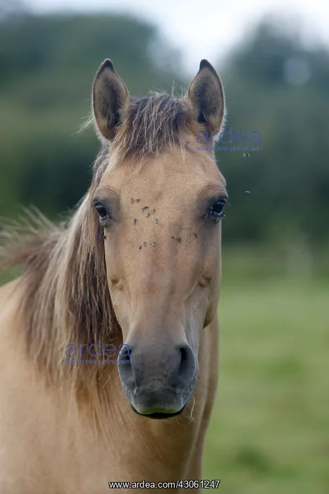 : Portrait Horse Henson in meadow Marquenterre Picardie : Portrait Horse Henson in meadow Marquenterre Picardie