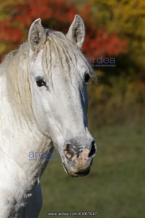 : Portrait of a horse in a meadow of the Gorges du Verdon : Portrait of a horse in a meadow of the Gorges du Verdon