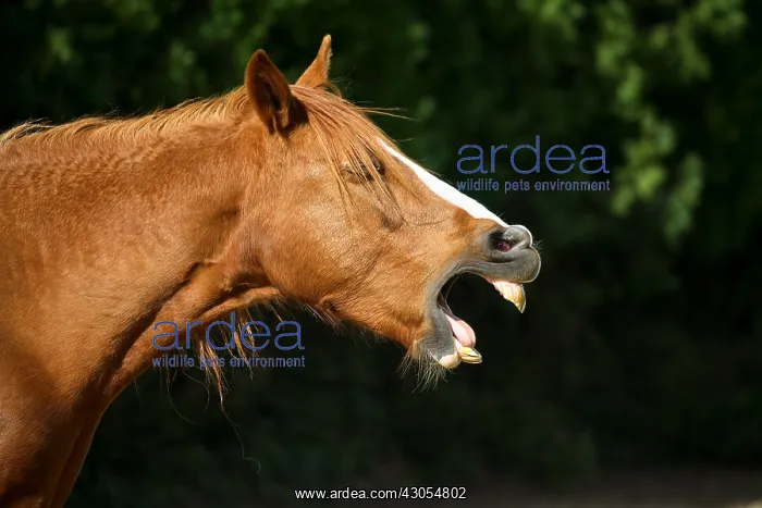 : Portrait of a horse neighing in France : Portrait of a horse neighing in France