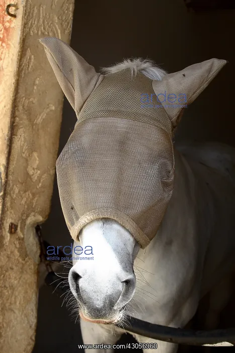 : Portrait of a Horse with a protective hood : Portrait of a Horse with a protective hood