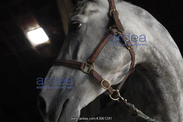 : Portrait of a horse riding stables France : Portrait of a horse riding stables France