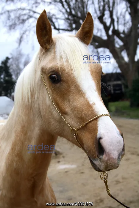 : Portrait of a horse wearing a halter gilded France : Portrait of a horse wearing a halter gilded France