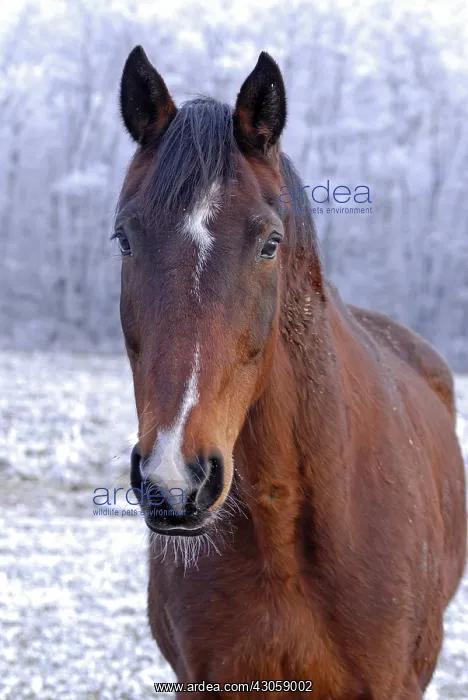 : Portrait of a horse in winter Dombes France : Portrait of a horse in winter Dombes France