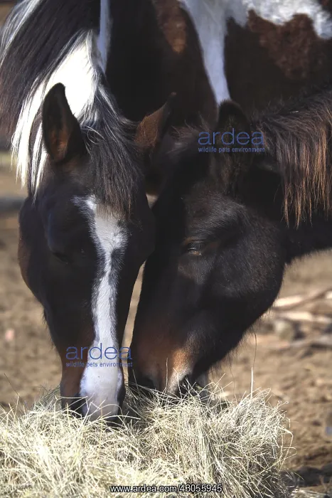 : Portrait of horses eating hay France : Portrait of horses eating hay France