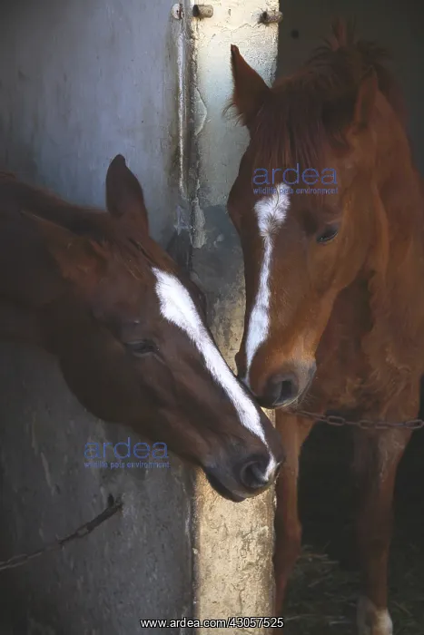 : Portrait of horses in a stable : Portrait of horses in a stable