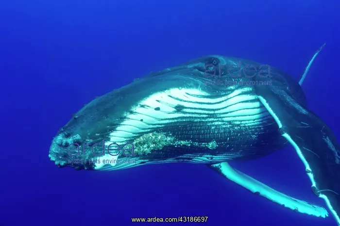 : Portrait of Humpback whale (Megaptear novaeangliae) : Portrait of Humpback whale (Megaptear novaeangliae)