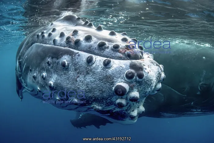  : Portrait of a humpback whale (Megaptera novaeangliae)