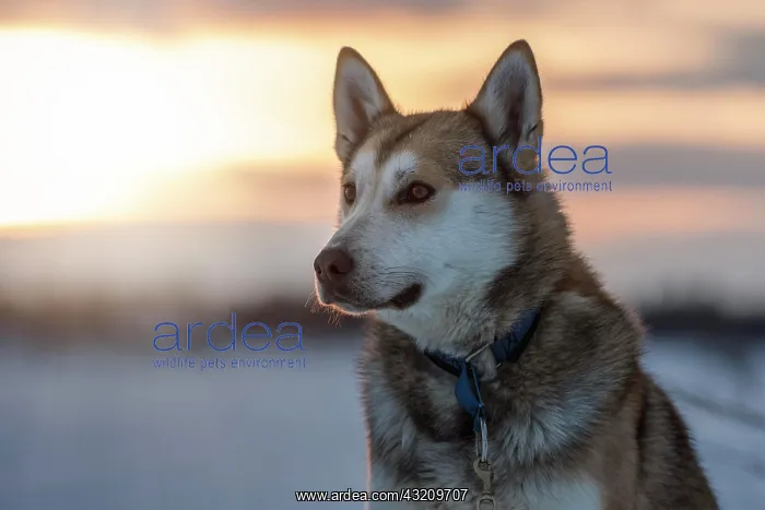  : Portrait Husky in the morning sun, Norrbottens lcn