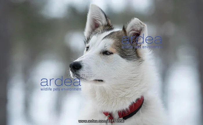 : Portrait Husky white with collar, Skaulo, Norrbottens : Portrait Husky white with collar, Skaulo, Norrbottens