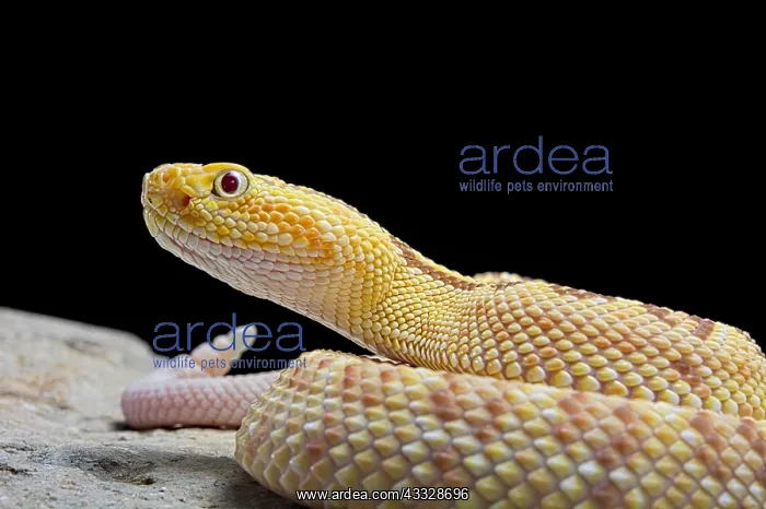  : Portrait of Hypomelanistic Northwestern neotropical