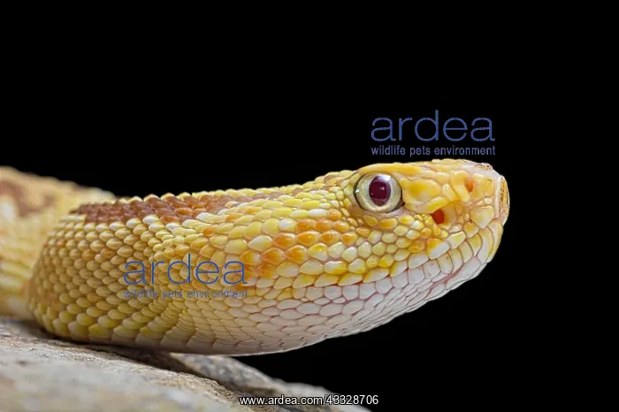 : Portrait of Hypomelanistic Northwestern neotropical : Portrait of Hypomelanistic Northwestern neotropical