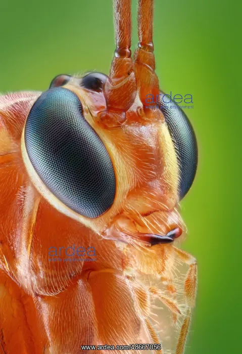  : Portrait of an ichneumon fly (Ophion obscuratus)