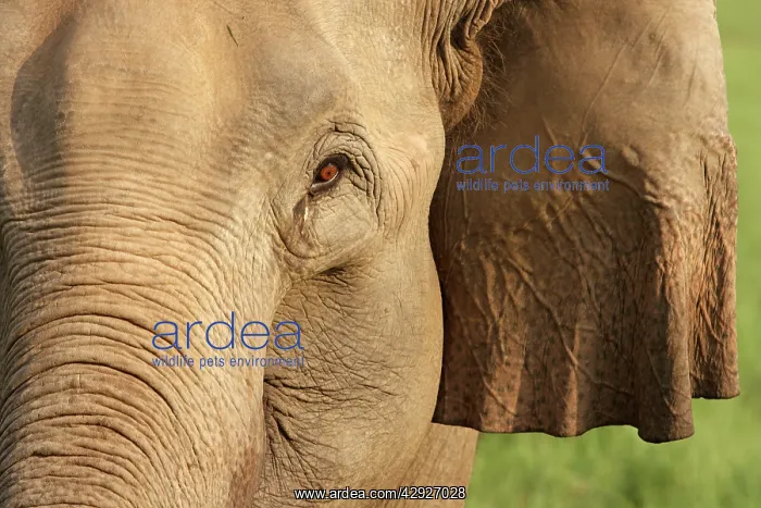 : Portrait of Indian / Asian Elephant : Portrait of Indian / Asian Elephant