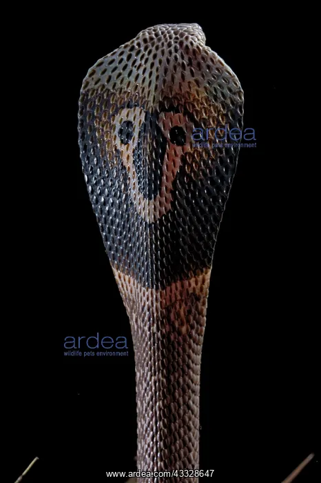 : Portrait of Indian cobra (Naja naja) on black background : Portrait of Indian cobra (Naja naja) on black background