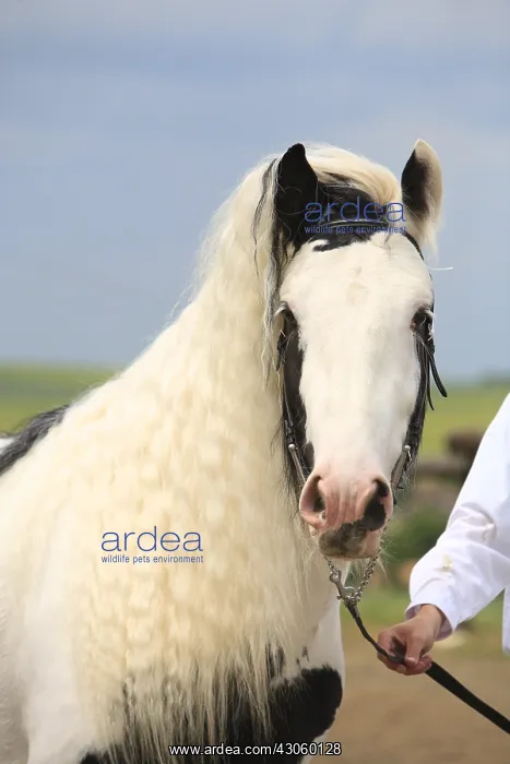 : Portrait of an Irish Cob France : Portrait of an Irish Cob France