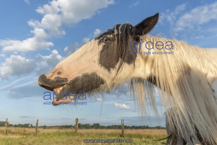 : Portrait of Irish cob horse making smile. Alsace : Portrait of Irish cob horse making smile. Alsace
